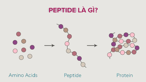 Tác dụng của Peptide là gì? Peptide có thể làm mờ nếp nhăn không?